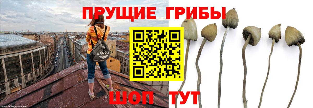 Псилоцибиновые грибы Psilocybine cubensis  Псилоцибиновые грибы ЛСД  цены   Сорочинск  Вход с VPN 